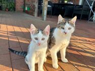 Kitten sucht liebevolles Zuhause - Emsbüren