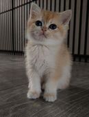 🐾✨ Britisch Kurzhaar Kitten🐾✨ in 27751