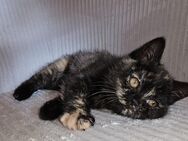 BKH katze(weiblich) - Gelsenkirchen