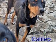 GALILEO ❤ EILIG! sucht Zuhause oder Pfle - Langenhagen