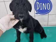 Dino ein kleiner Familienhund - Mannheim