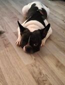 Französische bulldogge in 38678