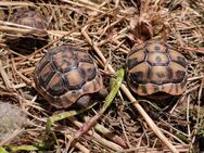 Griechische Landschildkröten NZ 2024 - Zerbst (Anhalt)