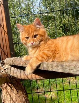 Maine Coon Norweger Mix Kitten - Klipphausen
