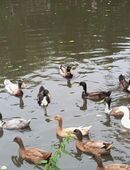 Enten aus Naturbrut in 26487