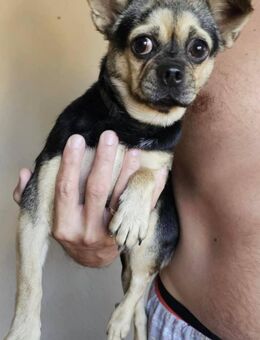 Freya ca. 10 Monate alte Chihuahua-Mix - Kassel