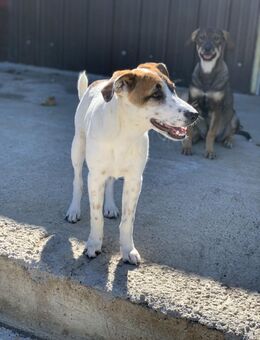 Zita - eine Hündin zum verlieben - Celle