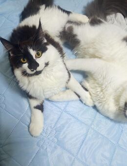Zwei liebevolle, verspielte Katzen suchen ein neues Zuhause 🏡 - Leverkusen