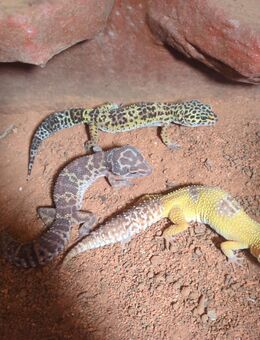 Leopardgeckos abzugeben 4 Weibchen - Rainau