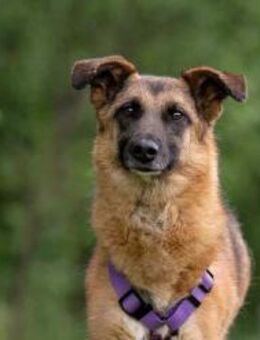 Ruhige Malta sucht liebevolles Zuhause - Duisburg