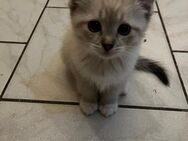 EKH Ragdoll mix - Radevormwald (Stadt auf der Höhe) Zentrum