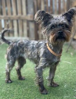 LAYA 💝 bezaubernd, lieb & verträglich - Neudenau