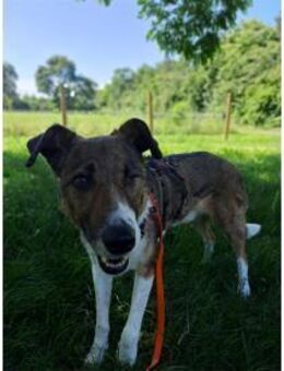 Milas wartet in 63533 Mainhausen - Oberwies