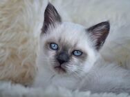 BKH-Kitten - Kirn