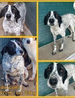 liebe Luna sucht eine Familie - Margetshöchheim