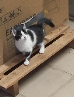 Babykatzen, Katzenbabys, Kitten - Neuss