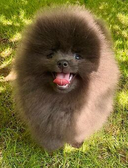 Edle Zwergspitze Pomeranian Welpen mit Stammbaum - Saarlouis Zentrum