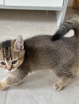 Britisch Kurzhaar Katzen - Ampfing