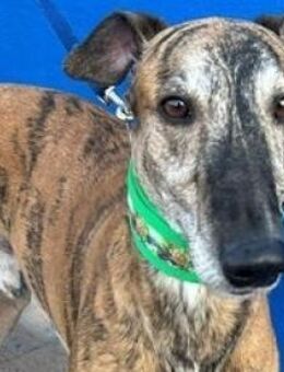 WALLY - aufgeschlossener Sonnenschein - Sulzbach-Laufen