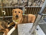 Katzenfreund Cody sucht sein Zuhause - Markkleeberg