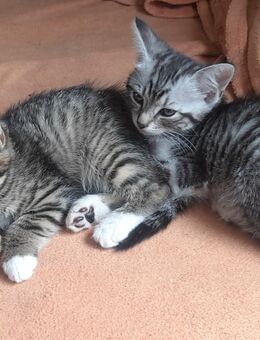 Kätzchen, Kitten - Beerfelden