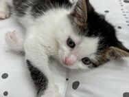 1 Babykater sucht ein neues Zuhause - Steinau (Straße, Brüder-Grimm-Stadt)