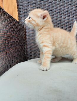 Kitten, Katzenbaby, Kätzchen - Iphofen