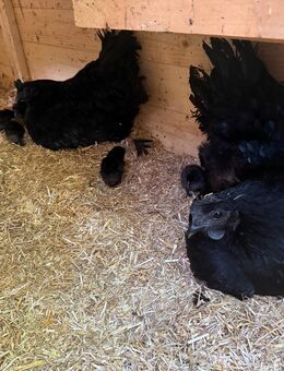 Ayam Cemani Kücken und Jungtiere reinrassig - Friedeburg