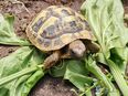 Griechische Landschildkröten, THB Nachzucht 2021 abzugeben in 94342