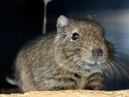 Dringend! Einsame Degu Dame sucht neues Zuhause - Haan