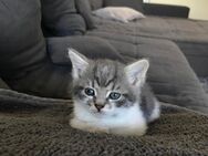 Kitten - Delmenhorst Zentrum