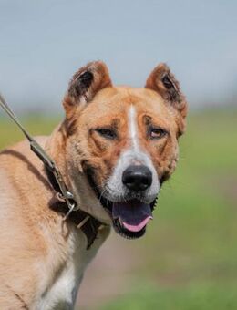 Frida aus Kazan - Süderholz