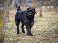 Großer Teddy sucht seine Menschen - Kappeln (Schleswig-Holstein)