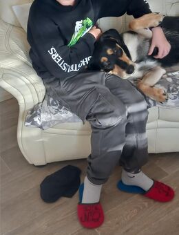Husky-Schäferhund-Mix - Borna
