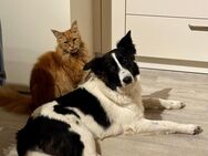 Cooper sucht hundeerfahrenes Zuhause - Gößweinstein