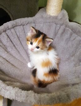 Norwegische Waldkatzen, Babys - Zwenkau