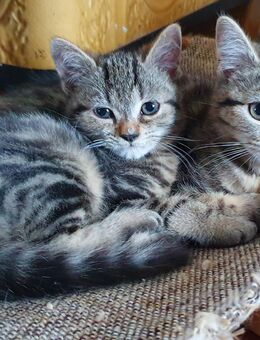 Zuckersüße Perser Mix Katzenbabys/ Kitten - Ahrensfelde
