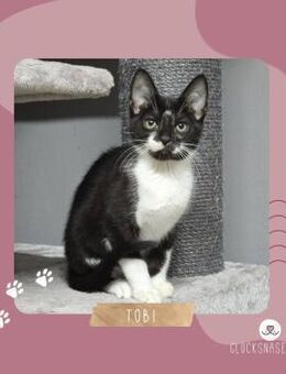 Katerchen Tobi möchte Deine Welt erobern - Lalendorf