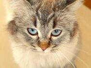 2 liebe Heilige Birma Katze und Kater abzugeben - 1,5 Jahre alt - Hannover Kirchrode-Bemerode-Davenstedt