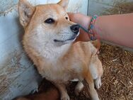 Tapeta, schüchternes Shiba Inu Mädchen - Remagen