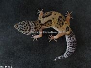 Leopardgecko Männchen Weibchen 2024 verschiedene Morphen - Berlin