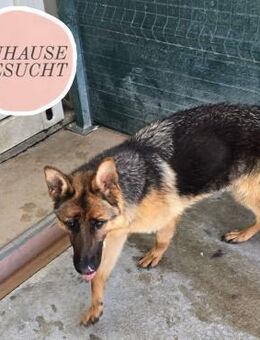 GRETA sucht ihr Zuhause ❤️ - Saarbrücken