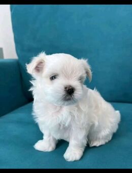 Welpen Maltese - Essen