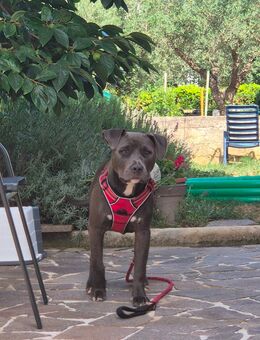 Staffie stafford shire Hündin Blue line - Hannover Ricklingen