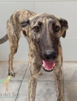 Scout wer zeigt ihm die Sonnenseiten??? - Laatzen