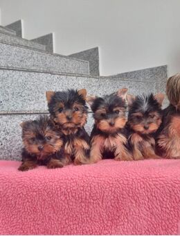 Yorkshire Terrier welpen/ Chip - Simbach