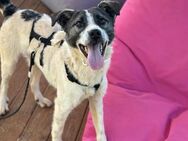 Lenny sucht End-/PS ab Juni - Berlin