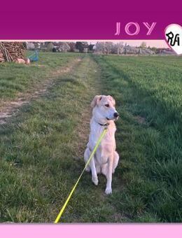 ❗️JOY SUCHT NEUES ZUHAUSE ❗️ - Alfeld (Leine)