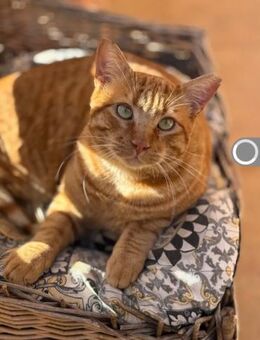 Mango Kuschelbär sucht Zuhause mit Hund - Unterföhring