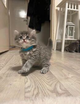 Britisch kurzhaar britisch langhaar 500€ - Hamburg Harburg